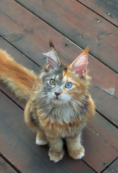 Pisica de vanzare Maine coon.