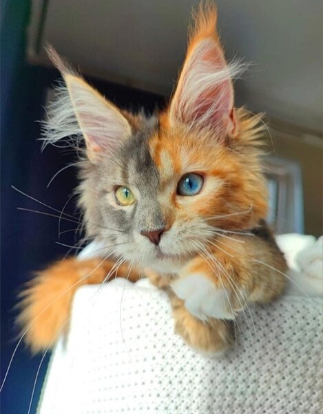 Pisica de vanzare Maine coon.