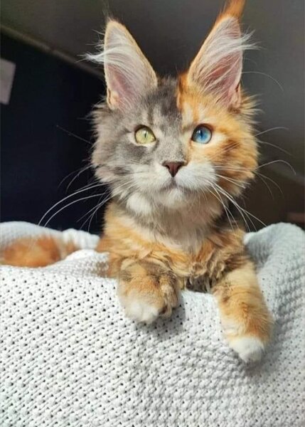 Pisica de vanzare Maine coon.