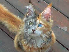 Pisica de vanzare Maine coon