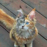 Pisica de vanzare Maine coon